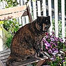 animal, balcony, cat, chair, collar, feline, flowers, garden, greenery, leafy_plants, nature, outdoor, pet, plants, purple_flowers, sitting, sunlight, tortoiseshell_cat, white_flowers, wooden_chair