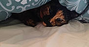 Venise participe au concours pour gagner de l'argent avec cette photo : animal, bed, blanket, blue, cat, comfort, cozy, cute, feline, fur, hidden, indoor, pattern, pet, resting, sleepy, snug, soft, tortoiseshell, white