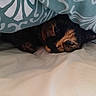 animal, bed, blanket, blue, cat, comfort, cozy, cute, feline, fur, hidden, indoor, pattern, pet, resting, sleepy, snug, soft, tortoiseshell, white