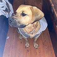 Grizzly is registered to the contest to win money with this photo: dog, hoodie, cross_necklace, wooden_floor, indoor, pet, brown_dog, furniture, table, couch, blanket, flooring, canine, domestic_animal, looking_away, sitting, home, cozy, casual, portrait