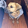 dog, hoodie, cross_necklace, wooden_floor, indoor, pet, brown_dog, furniture, table, couch, blanket, flooring, canine, domestic_animal, looking_away, sitting, home, cozy, casual, portrait