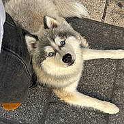 Tao a rejoint le concours — aidez-le/la à gagner de superbes lots ! dog, siberian_husky, blue_eyes, fur, animal, pet, lying_down, pavement, stone_floor, outdoor, person_leg, shoe, curious, cute, canine, portrait, close_up, gray_fur, white_fur, paw