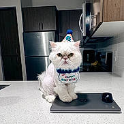 Axel joined the competition — help win amazing prizes! cat, birthday_hat, birthday_bib, white_cat, kitchen, countertop, laptop, mouse, appliances, refrigerator, microwave, cabinet, pet, indoor, celebration, party, animal, feline, sitting, portrait