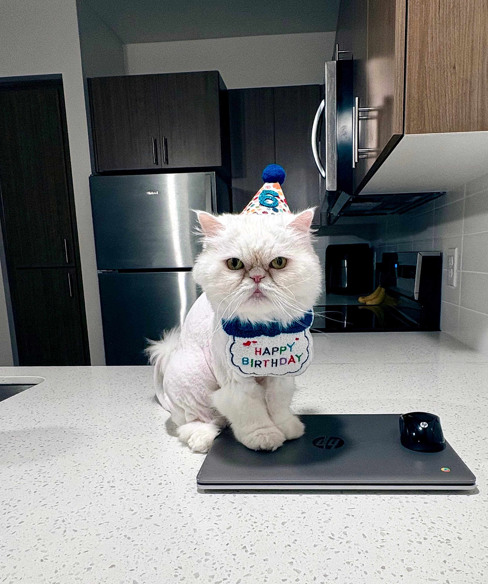 Axel joined the competition — help win amazing prizes! cat, birthday_hat, birthday_bib, white_cat, kitchen, countertop, laptop, mouse, appliances, refrigerator, microwave, cabinet, pet, indoor, celebration, party, animal, feline, sitting, portrait