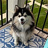 balcony, black_and_white, blue_eye, brown_eye, dog, ears, fluffy, fur, heterochromia, husky, neighborhood, outdoor, pet, portrait, railing, rug, siberian_husky, sitting, smiling, snout