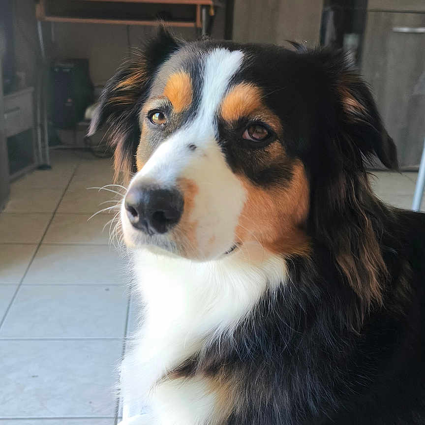 Unna participe au concours pour gagner de l'argent avec cette photo : animal, architecture, art, building, canine, computerhardware, couch, dog, electronics, furniture, hardware, indoors, livingroom, monitor, painting, pet, puppy, room, screen, tv