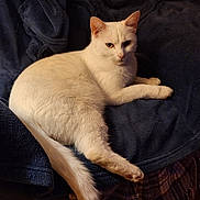 Lucien a rejoint le concours — aidez-le/la à gagner de superbes lots ! cat, white_cat, pet, animal, feline, indoor, resting, blanket, chair, cozy, fur, whiskers, tail, relaxed, domestic, comfort, cute, mammal, sleepy, calm