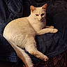 cat, white_cat, pet, animal, feline, indoor, resting, blanket, chair, cozy, fur, whiskers, tail, relaxed, domestic, comfort, cute, mammal, sleepy, calm