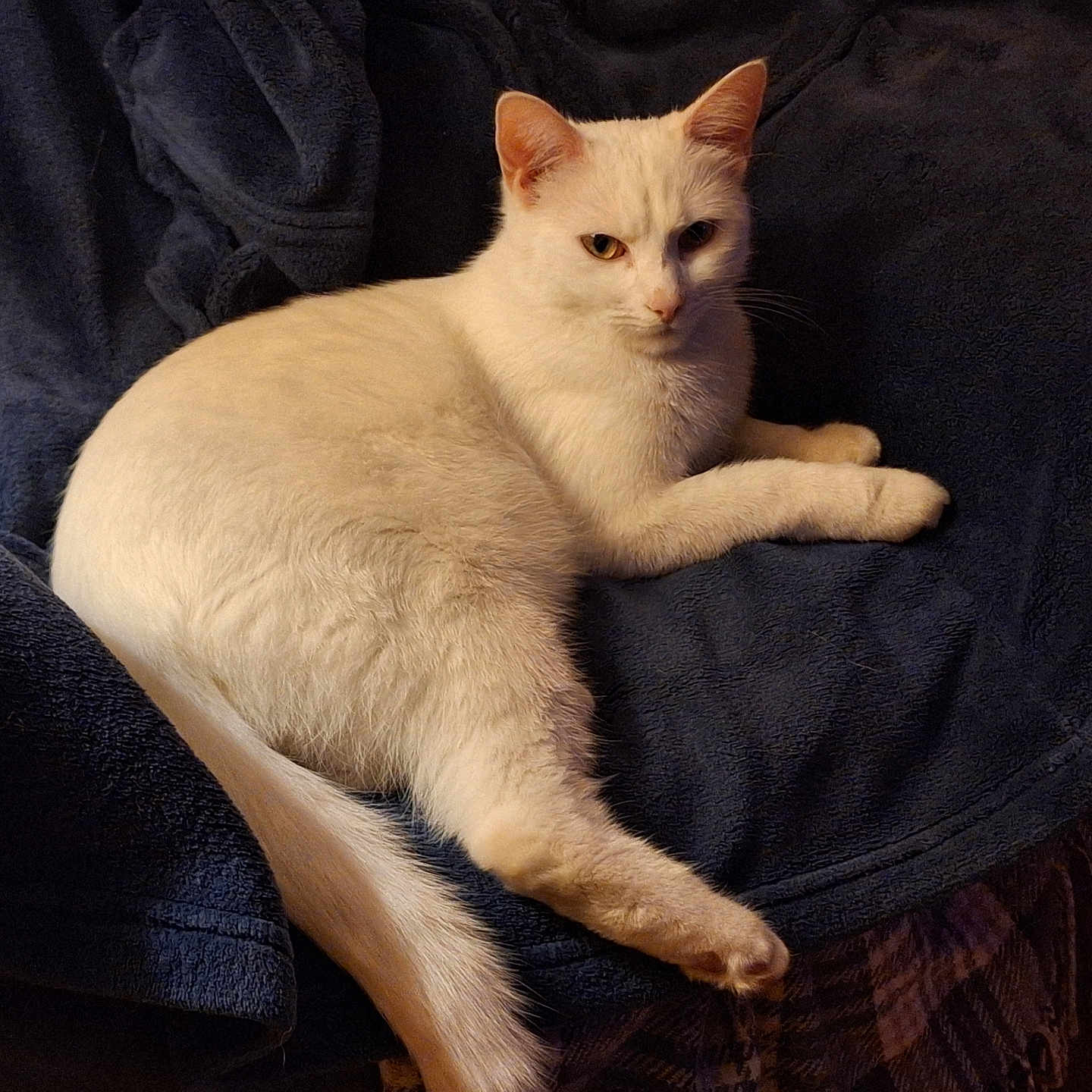 Lucien a rejoint le concours — aidez-le/la à gagner de superbes lots ! cat, white_cat, pet, animal, feline, indoor, resting, blanket, chair, cozy, fur, whiskers, tail, relaxed, domestic, comfort, cute, mammal, sleepy, calm