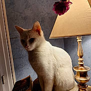 Patricia Feltrin participe au concours pour gagner de l'argent avec cette photo : animal, book, cat, cozy, decor, flower, fur, home, indoor, lamp, lighting, pet, quiet, relaxing, shadow, still_life, table, vintage, white_cat, wood
