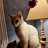 animal, book, cat, cozy, decor, flower, fur, home, indoor, lamp, lighting, pet, quiet, relaxing, shadow, still_life, table, vintage, white_cat, wood