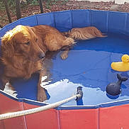 Honey is registered to the contest to win money with this photo: dog, golden_retriever, pool, water, rubber_duck, toy, outdoor, backyard, sunlight, pet, relaxing, blue_pool, red_pool, animal, summer, garden, grass, hose, whale_toy, patio