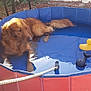 dog, golden_retriever, pool, water, rubber_duck, toy, outdoor, backyard, sunlight, pet, relaxing, blue_pool, red_pool, animal, summer, garden, grass, hose, whale_toy, patio