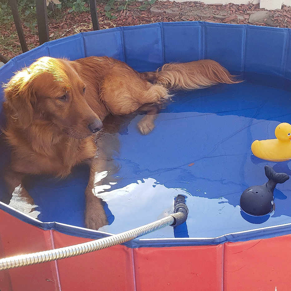Honey is registered to the contest to win money with this photo: animal, backyard, blue_pool, dog, garden, golden_retriever, grass, hose, outdoor, patio, pet, pool, red_pool, relaxing, rubber_duck, summer, sunlight, toy, water, whale_toy