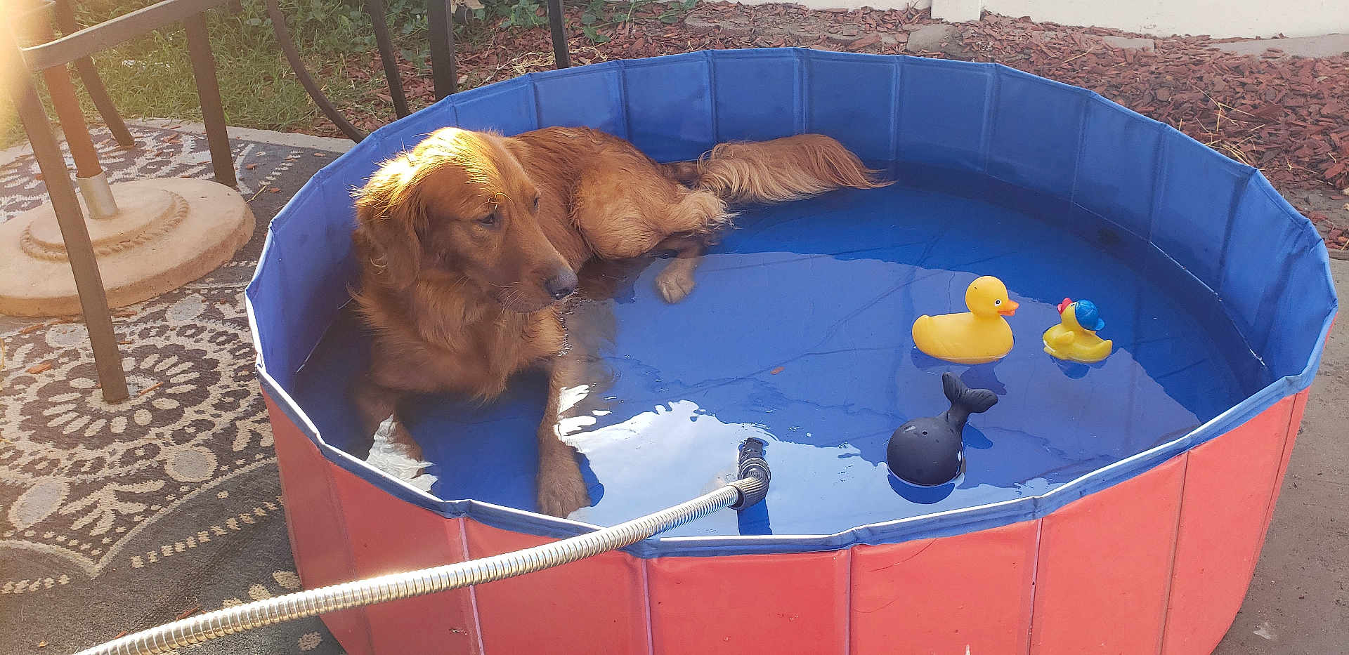 Honey is registered to the contest to win money with this photo: dog, golden_retriever, pool, water, rubber_duck, toy, outdoor, backyard, sunlight, pet, relaxing, blue_pool, red_pool, animal, summer, garden, grass, hose, whale_toy, patio