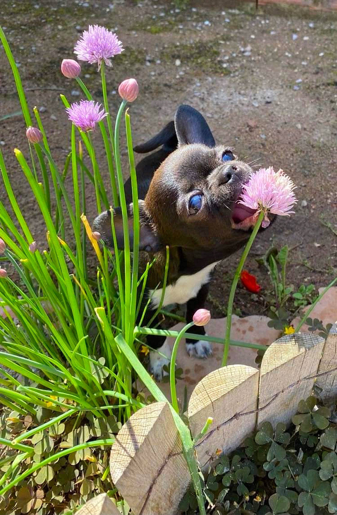 Théodore participe au concours pour gagner de l'argent avec cette photo : annual_plant, aquatic_plant, fawn, flower, flowering_plant, garden, gardening, grass, grass_family, groundcover, herb, hierochloe, landscape, landscaping, lawn_ornament, petal, plant, shrub, terrestrial_plant, wildflower