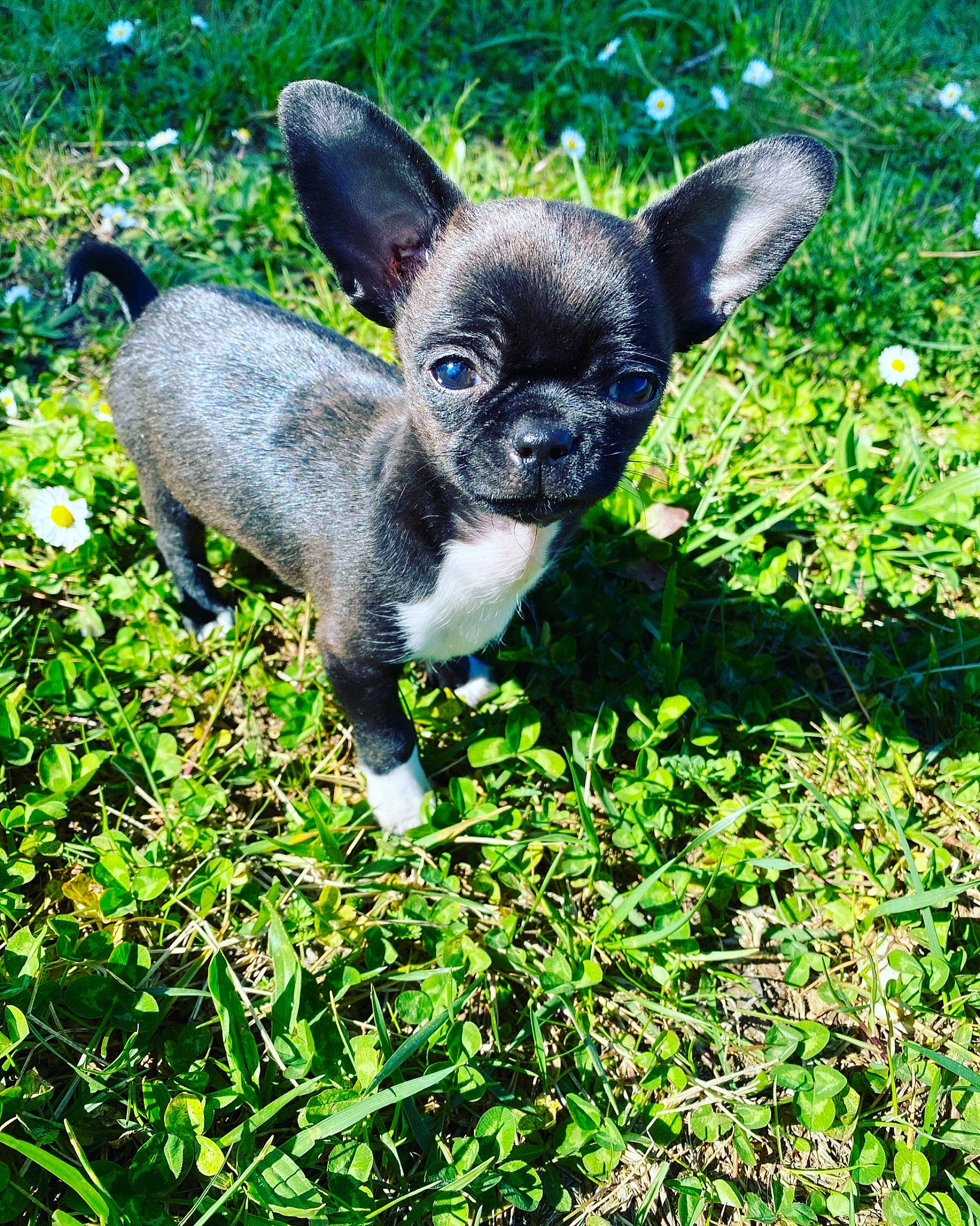 Théodore a rejoint le concours — aidez-le/la à gagner de superbes lots ! art, canidae, carnivore, chihuahua, companion_dog, dog, dog_breed, eye, fawn, grass, groundcover, plant, snout, sporting_group, terrestrial_animal, terrestrial_plant, toy_dog, whiskers, wildlife, working_animal