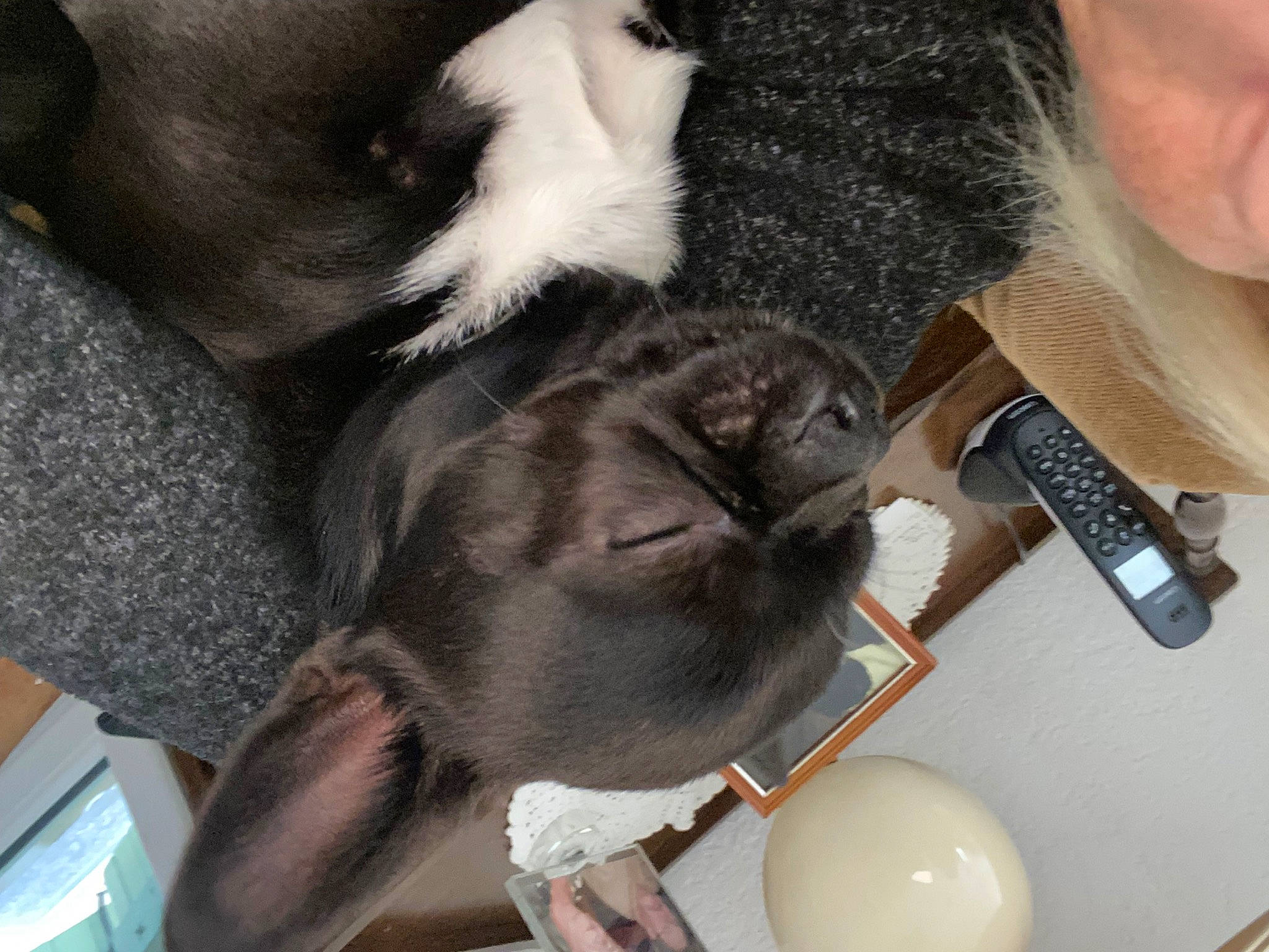 Théodore a rejoint le concours — aidez-le/la à gagner de superbes lots ! balloon, claw, collar, comfort, companion_dog, dog_breed, domestic_short_haired_cat, ear, fawn, felidae, flooring, fur, human_leg, nail, paw, small_to_medium_sized_cats, snout, tail, whiskers, wrist