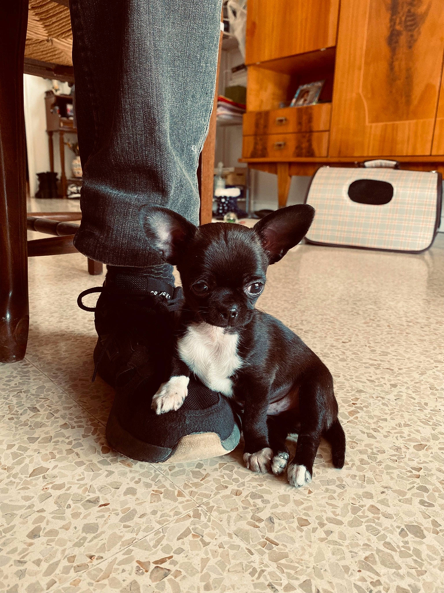 Théodore participe au concours pour gagner de l'argent avec cette photo : cabinetry, canidae, carnivore, companion_dog, cupboard, dog, dog_breed, drawer, fawn, flooring, fur, hardwood, liver, snout, sporting_group, tail, terrestrial_animal, toy_dog, wood, working_animal