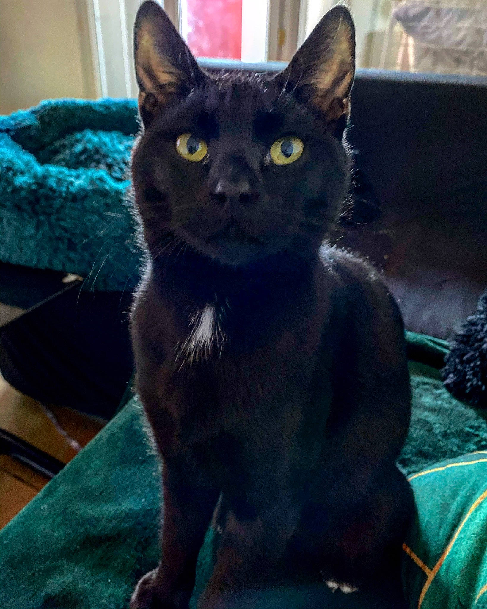 Harry a rejoint le concours — aidez-le/la à gagner de superbes lots ! black_cat, carnivore, cat, comfort, domestic_short_haired_cat, electric_blue, eye, felidae, flowerpot, fur, havana_brown, head, houseplant, plant, small_to_medium_sized_cats, snout, whiskers, window