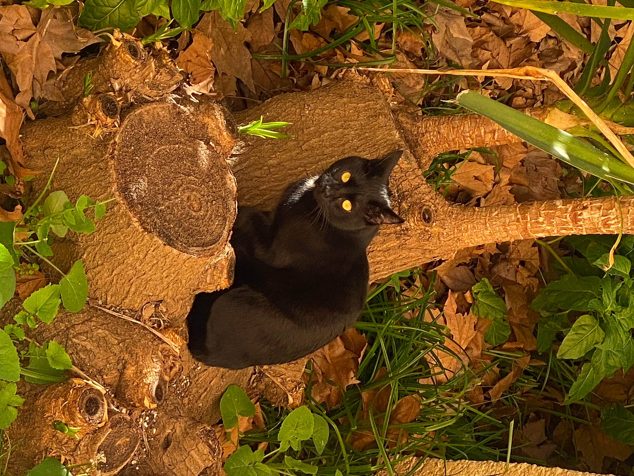 Harry participe au concours pour gagner de l'argent avec cette photo : annual_plant, black_cat, bombay, carnivore, cat, felidae, flowering_plant, grass, groundcover, organism, plant, shadow, small_to_medium_sized_cats, soil, terrestrial_animal, terrestrial_plant, tints_and_shades, twig, wildlife