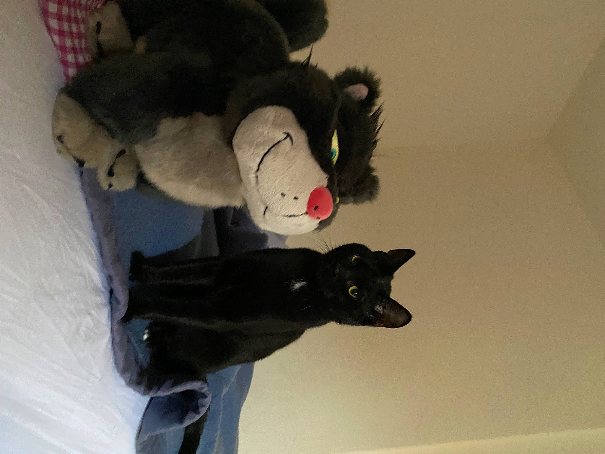 Harry participe au concours pour gagner de l'argent avec cette photo : baby_toys, carmine, comfort, felidae, fur, gesture, headgear, plush, room, snout, stuffed_toy, tail, teddy_bear, toy