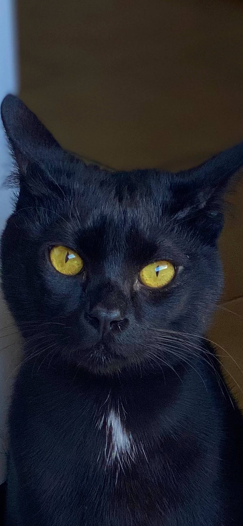 Harry a rejoint le concours — aidez-le/la à gagner de superbes lots ! black_cat, bombay, carnivore, cat, domestic_short_haired_cat, electric_blue, felidae, fur, small_to_medium_sized_cats, snout, whiskers