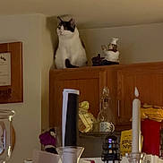 Chloe joined the competition — help win amazing prizes! cat, kitchen, cabinet, curious, figurine, chef_statue, candle, glass, lighthouse, food_bag, countertop, decor, indoor, pet, white_cat, black_and_white_cat, sitting, home, clutter, curiosity