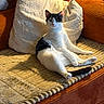 Chloe joined the competition — help win amazing prizes! cat, black_and_white, couch, pillow, indoor, pet, feline, relaxed, seated, cozy, fur, domestic_animal, whiskers, tail, ear, mammal, animal, resting, home, comfortable
