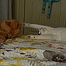 Chloe is registered to the contest to win money with this photo: cat, bed, quilt, floral_pattern, orange_cat, white_cat, stretching, paws, indoor, nap, feline, pet, relaxing, sleepy, animal, cute, cozy, domestic, fur, whiskers