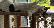 Chloe is registered to the contest to win money with this photo: animal, cat, cat_tree, daylight, ear, feline, fur, furniture, greenery, home, indoor, nature, paw, pet, relaxed, resting, screen, sunlight, window, wood