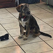 Benji is registered to the contest to win money with this photo: puppy, dog, indoor, tile_floor, red_collar, pet, young_dog, sitting, brown_fur, black_fur, white_fur, toy, sock, floor, home, furniture, couch, cabinet, pet_accessory, looking_away