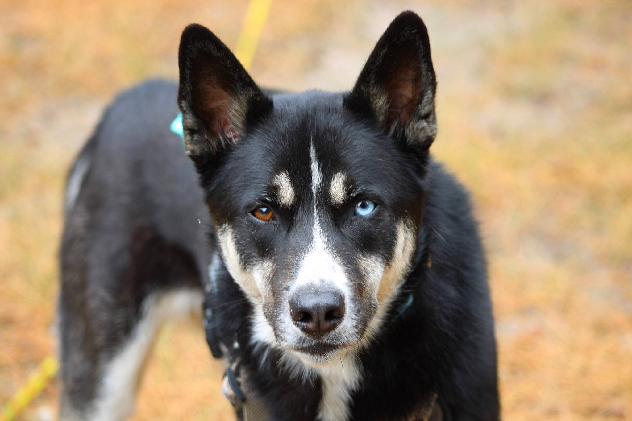 Malibu is registered to the contest to win money with this photo: canidae, carnivore, companion_dog, dog, dog_breed, electric_blue, grass, herding_dog, non_sporting_group, plant, snout, sporting_group, terrestrial_animal, whiskers, working_animal, working_dog