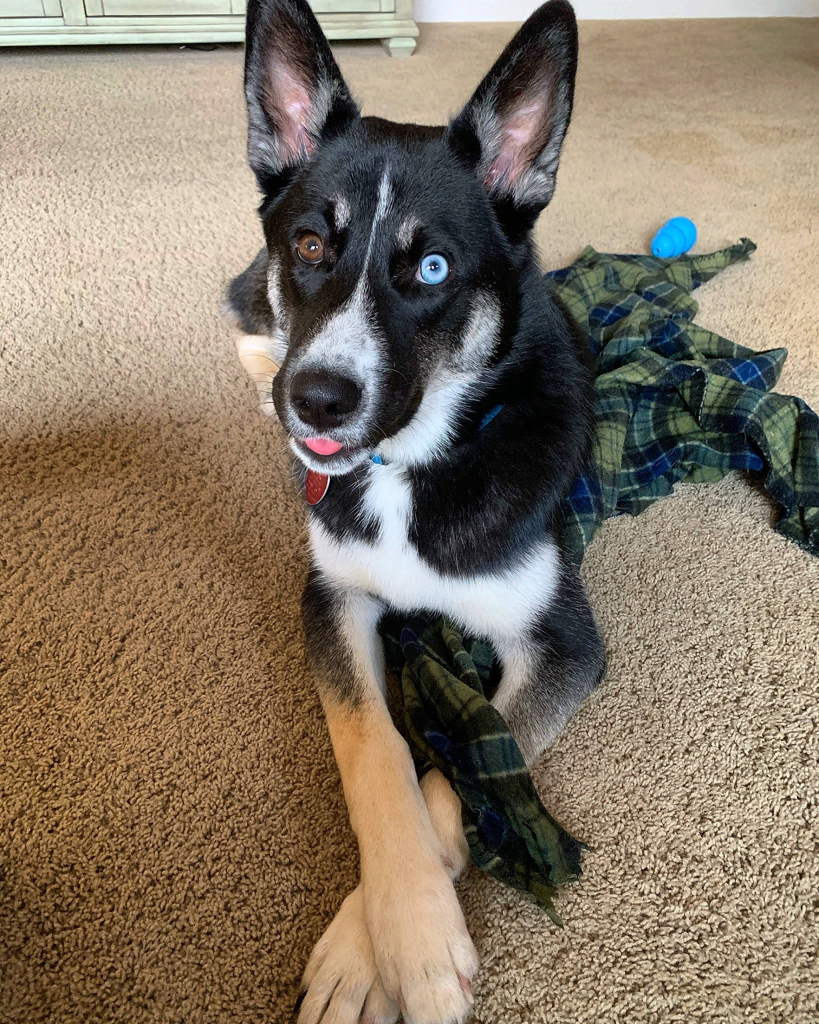 Malibu joined the competition — help win amazing prizes! carnivore, companion_dog, dog, dog_breed, flooring, fur, herding_dog, snout, terrestrial_animal, working_animal, working_dog