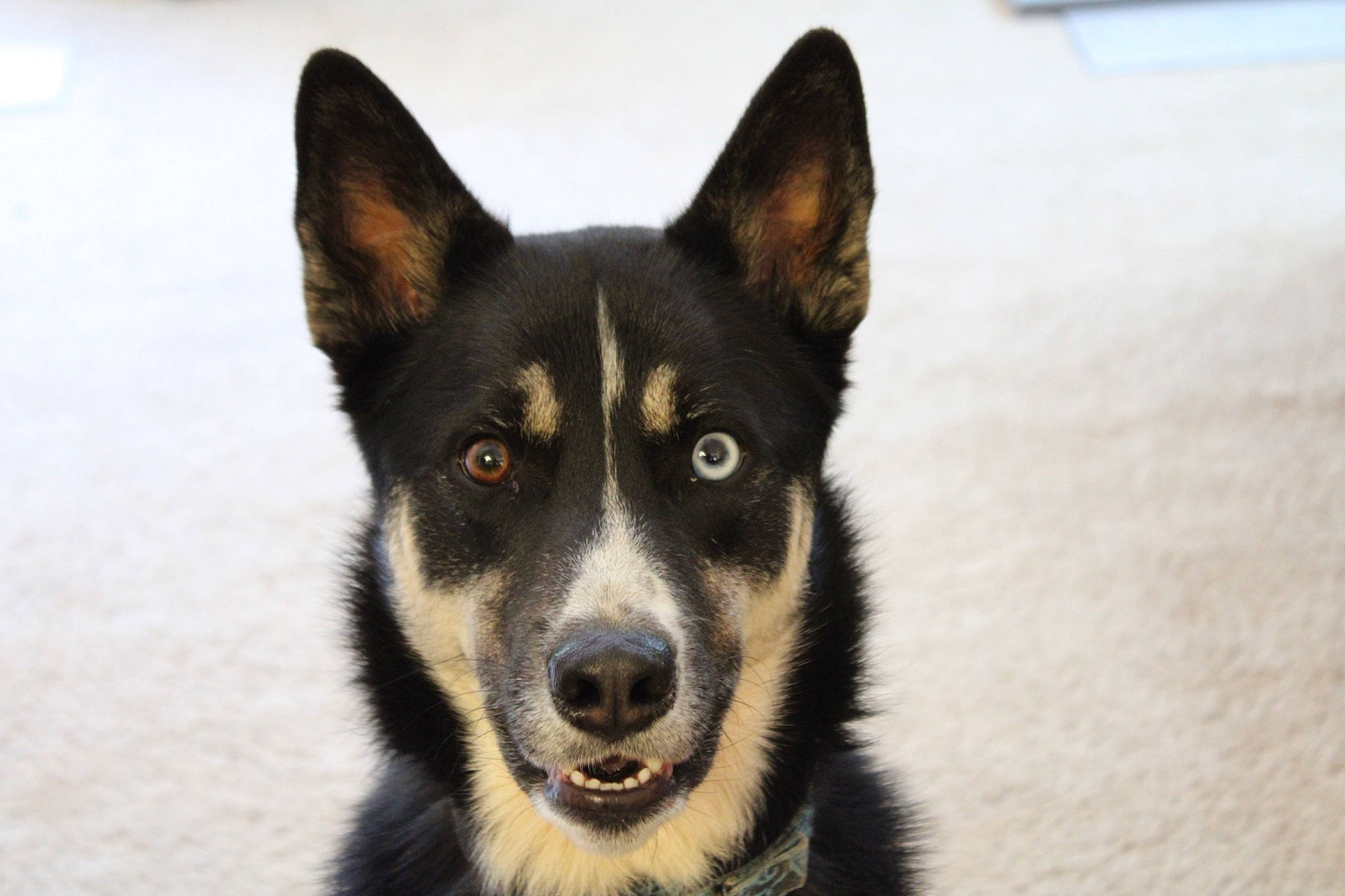 Malibu joined the competition — help win amazing prizes! ancient_dog_breeds, art, canidae, carnivore, companion_dog, dog, dog_breed, fur, herding_dog, mcnab, sled_dog, snout, sporting_group, terrestrial_animal, whiskers, working_animal, working_dog