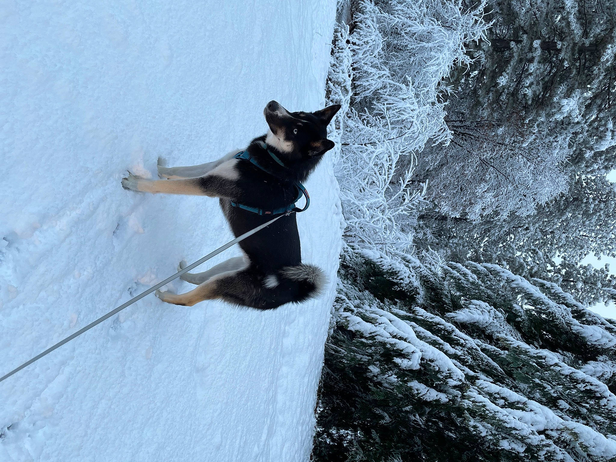 Malibu joined the competition — help win amazing prizes! canidae, carnivore, collar, dog, dog_breed, dog_collar, domestic_short_haired_cat, felidae, fur, leash, plant, recreation, slope, small_to_medium_sized_cats, snow, sporting_group, tail, tree, water, winter