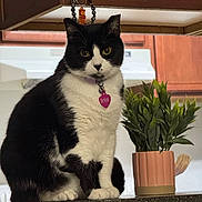 Iris joined the competition — help win amazing prizes! animal, black_and_white, cat, collar, countertop, cute, domestic_cat, eyes, feline, fur, home, houseplant, indoor, kitchen, pet, plant, potted_plant, sitting, tag, whiskers