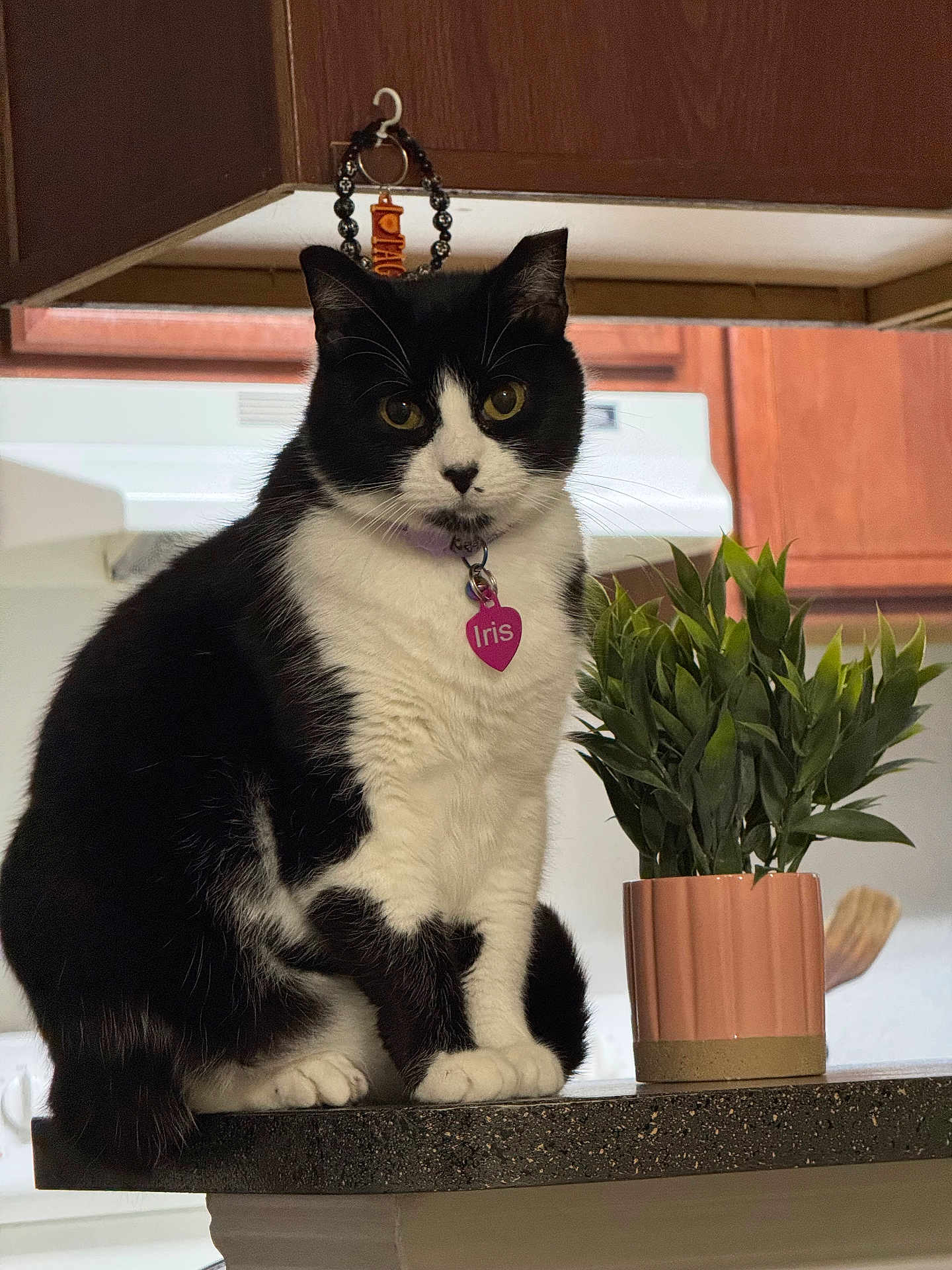 Iris joined the competition — help win amazing prizes! animal, black_and_white, cat, collar, countertop, cute, domestic_cat, eyes, feline, fur, home, houseplant, indoor, kitchen, pet, plant, potted_plant, sitting, tag, whiskers