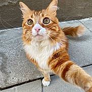 Weasley joined the competition — help win amazing prizes! animal, cat, closeup, concrete, curious, cute, feline, fluffy, orange_cat, outdoor, paw, pet, playful, portrait, tail, texture, urban, whiskers, white_fur, wide_eyes