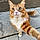 Weasley
