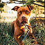 dog, brown_dog, grass, outdoor, nature, tree, sunlight, collar, pet, animal, canine, leaves, summer, daylight, portrait, muzzle, ears, eyes, relaxing, resting