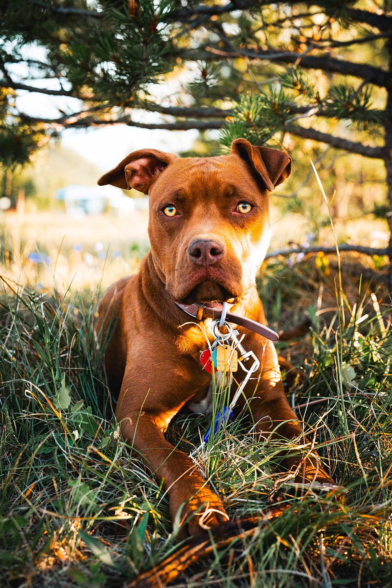 Lyla