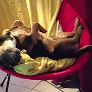 Paco participe au concours pour gagner de l'argent avec cette photo : blanket, canine, chair, comfort, cozy, cute, dog, floor, fur, home, indoor, lying_down, nose, paw, pet, relaxed, resting, tail, teeth, tile