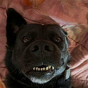 Paga a rejoint le concours — aidez-le/la à gagner de superbes lots ! animal, black_dog, blanket, close_up, collar, cute, dog, eyes, face, floral_pattern, funny_expression, fur, indoor, lying_down, nose, pet, pink_blanket, snout, teeth, whiskers