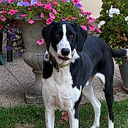 Timy a rejoint le concours — aidez-le/la à gagner de superbes lots ! dog, black_and_white, flower_pot, flowers, greenery, grass, outdoor, pet, garden, plant, nature, canine, collar, standing, curious, colorful, stone_pot, leaves, background_wall, daylight
