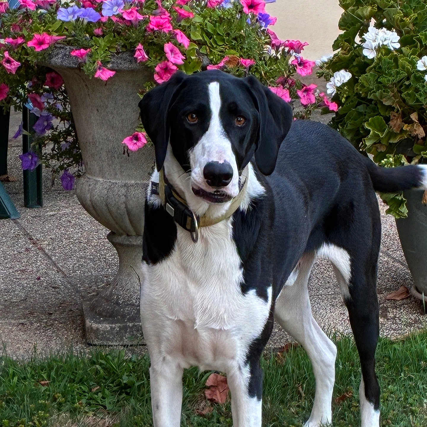 Timy a rejoint le concours — aidez-le/la à gagner de superbes lots ! dog, black_and_white, flower_pot, flowers, greenery, grass, outdoor, pet, garden, plant, nature, canine, collar, standing, curious, colorful, stone_pot, leaves, background_wall, daylight