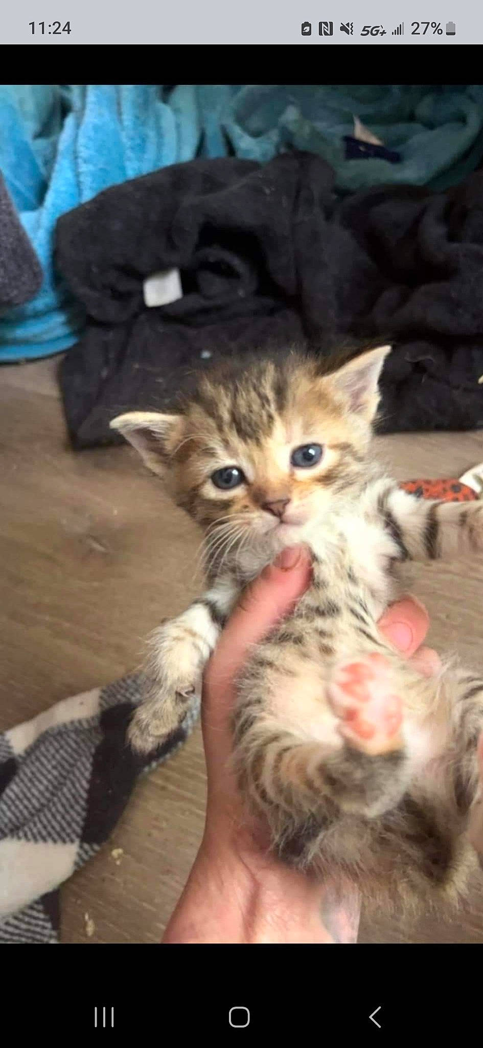 Pshadow joined the competition — help win amazing prizes! carnivore, cat, claw, domestic_short_haired_cat, fawn, felidae, foot, fur, gesture, human_leg, nail, paw, plant, small_to_medium_sized_cats, tail, terrestrial_animal, toe, whiskers