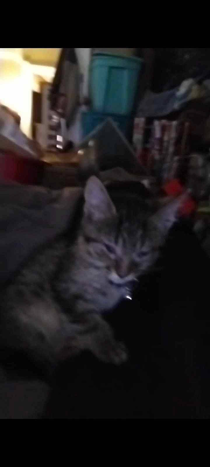 Pshadow joined the competition — help win amazing prizes! carnivore, cat, darkness, domestic_short_haired_cat, event, felidae, fur, grey, midnight, night, small_to_medium_sized_cats, snout, whiskers