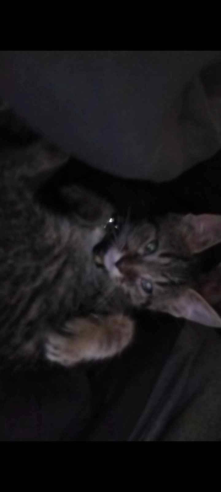 Pshadow joined the competition — help win amazing prizes! carnivore, cat, claw, comfort, darkness, domestic_short_haired_cat, felidae, fur, gesture, monochrome, monochrome_photography, paw, small_to_medium_sized_cats, snout, terrestrial_animal, whiskers