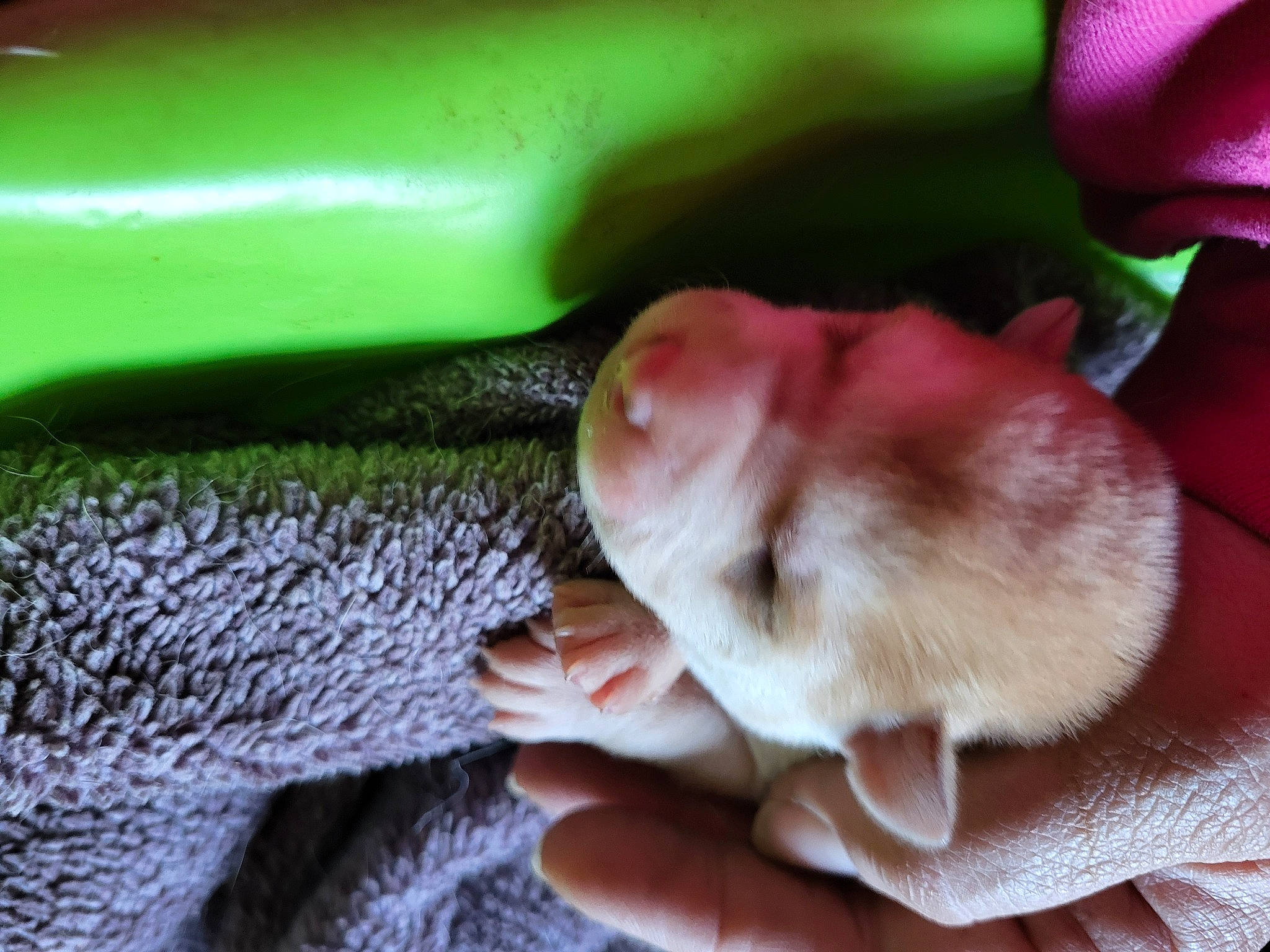 Copperhead joined the competition — help win amazing prizes! canidae, carnivore, close_up, comfort, companion_dog, dog, dog_breed, fawn, felidae, finger, fur, grass, ingredient, nail, petal, snout, sporting_group, tail, terrestrial_animal, whiskers